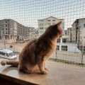 KEDİ BALKON FİLESİ