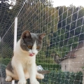 Bursa Kedi Balkon Koruma Filesi
