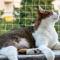 KEDİ BALKON FİLESİ