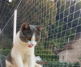 Bursa Kedi Balkon Koruma Filesi